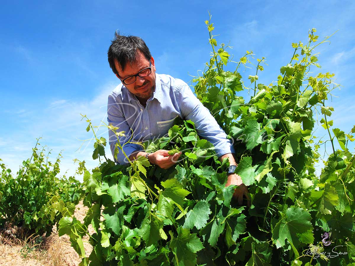 Logo-Foto-Rodriguez-Sanzo beim Rebenschneiden