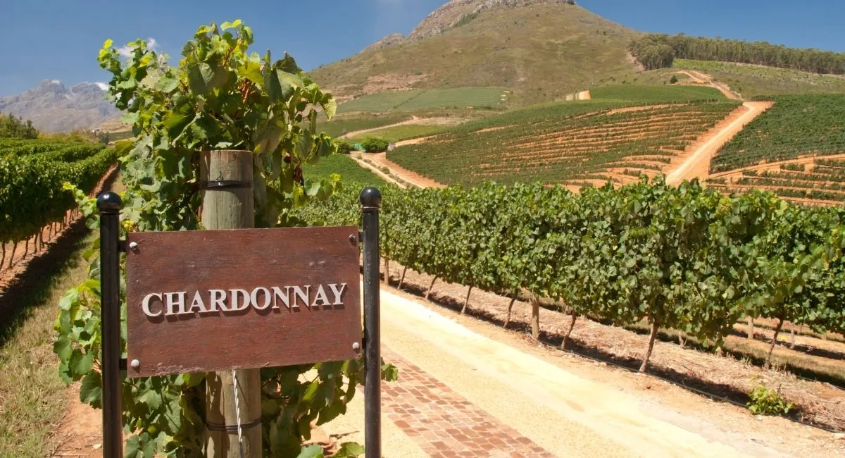 Herkunft, Anbau und die Kunst der Verkostung von Chardonnay Champagner. Tauchen Sie mit Vinomeet in die Welt des edlen Schaumweins ein.