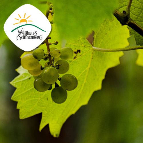 Weinhaus am Sonnenberg – Qualitätsweine aus Weisenheim am Berg